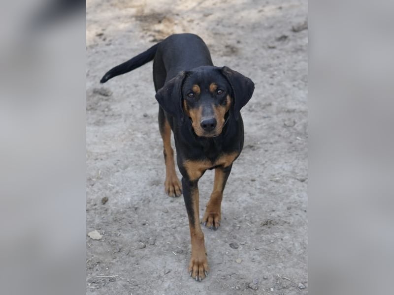 Frida, geb. ca. 01/2025, lebt in GRIECHENLAND, auf einer privaten Pflegestelle