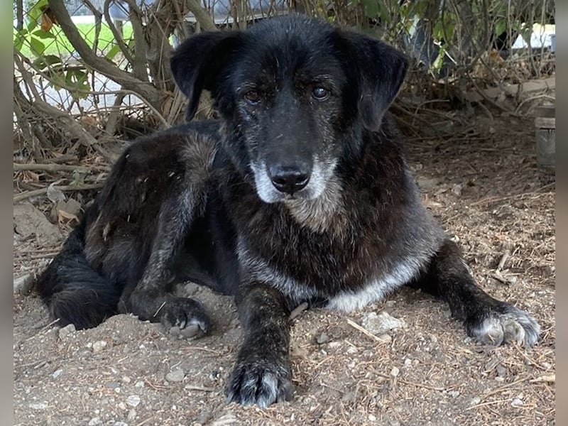 Bolt, geb. ca. 09/2017, lebt in GRIECHENLAND, auf einer privaten Pflegestelle