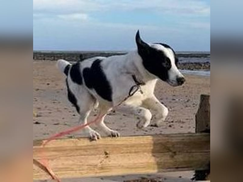 Speckbert, geb. ca. 02/2021, lebt bei einer Familie in 58636 Iserlohn Vermittlungshilfe