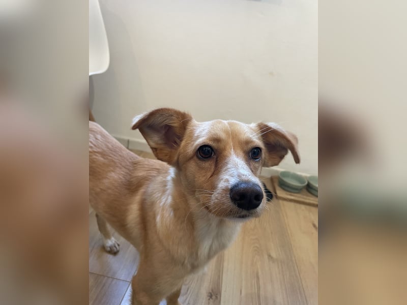 Yumi, geb. ca. 05/2025, lebt auf einer Pflegestelle in 52066 Aachen