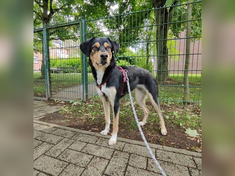 Bijou, geb. ca. 06/2025, lebt bei einer Familie in 23936 Grevesmühlen, Vermittlungshilfe