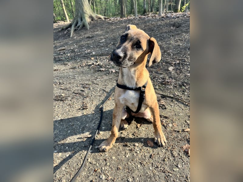 Dickie, geb. ca. 11/2025, lebt bei einer Familie in 46236 Bottrop