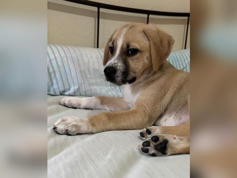 Cola, geb. ca. 11/2025, lebt in GRIECHENLAND, auf einer privaten Pflegestelle