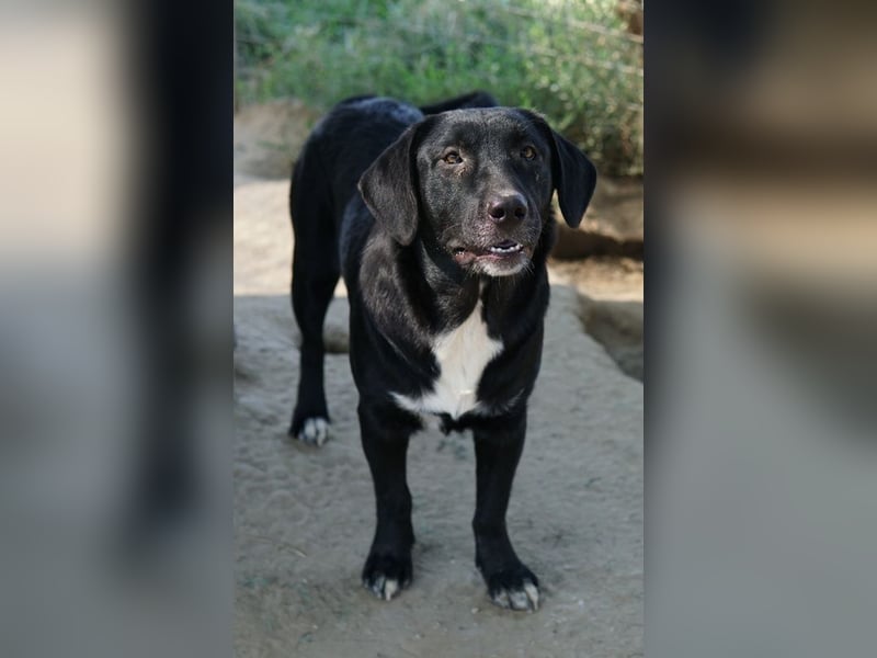 Ria, geb. ca. 10/2024, lebt in GRIECHENLAND, im städt. Tierheim Serres