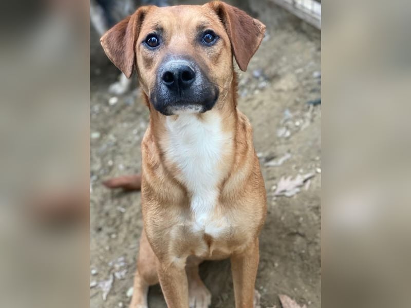 Hunter, geb. ca. 02/2025, lebt in GRIECHENLAND, auf einer privaten Pflegestelle