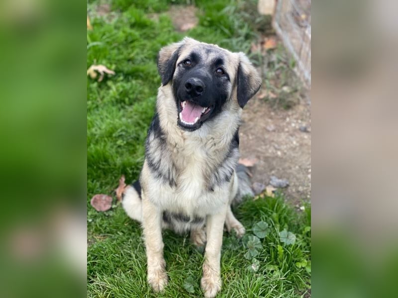 Anakin, geb. ca. 03/2025, lebt in GRIECHENLAND, auf einer privaten Pflegestelle