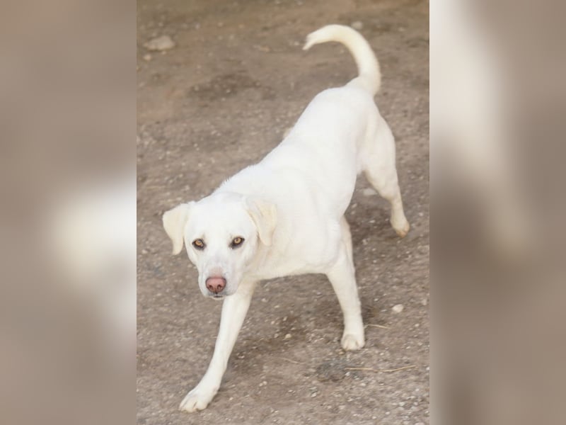 Gianna, geb. ca. 02/2022, lebt in GRIECHENLAND, im städt. Tierheim Serres
