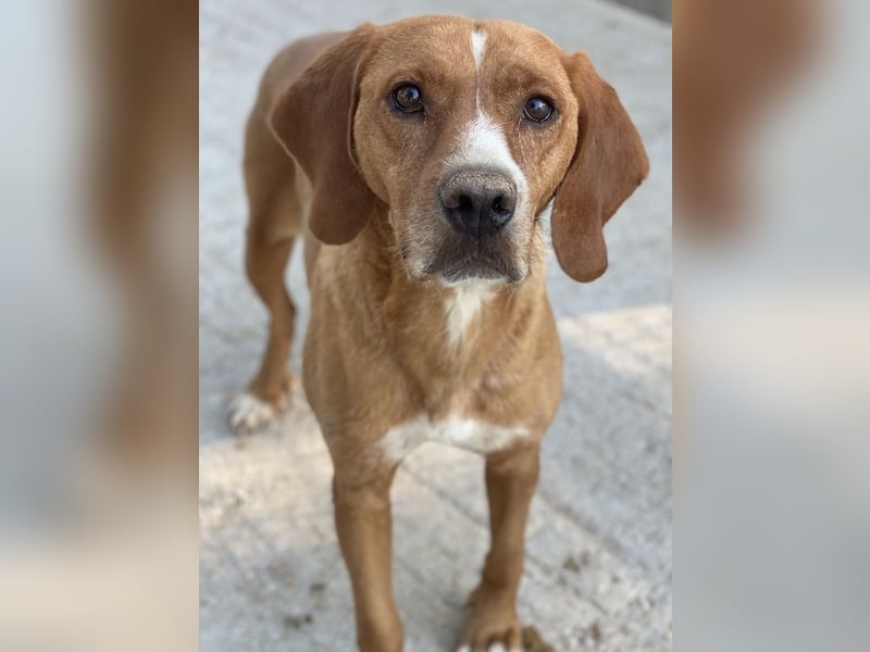 Elma, geb. ca. 03/2021, lebt in GRIECHENLAND, im städt. Tierheim Serres