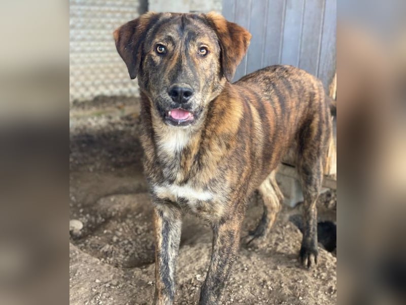 Fiyero, geb. ca. 07/2025, lebt in GRIECHENLAND, im städt. Tierheim Serres