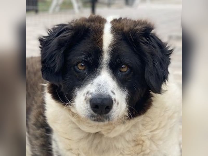 Linda, geb. ca. 09/2015, lebt in GRIECHENLAND, auf einer privaten Pflegestelle