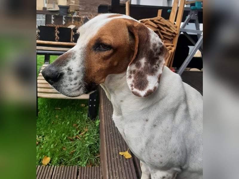 Zack, geb. ca. 10/2022, lebt auf einer Pflegestelle in 23556 Lübeck