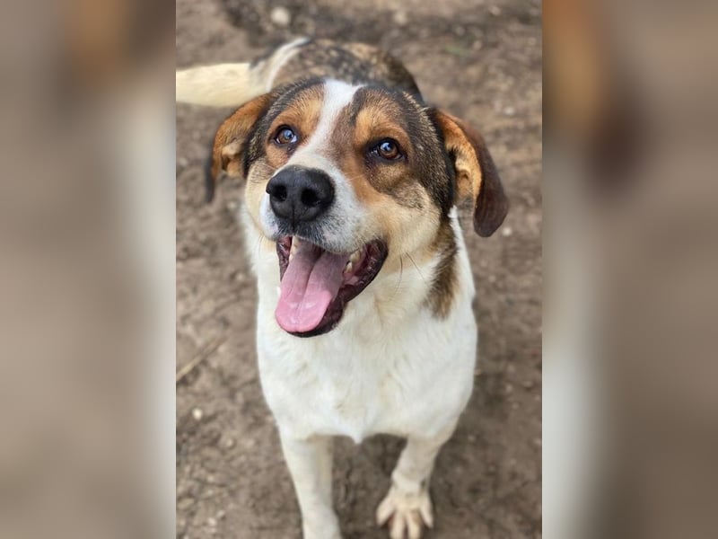 Antonio, geb. ca. 05/2023, lebt in GRIECHENLAND, auf einer privaten Pflegestelle