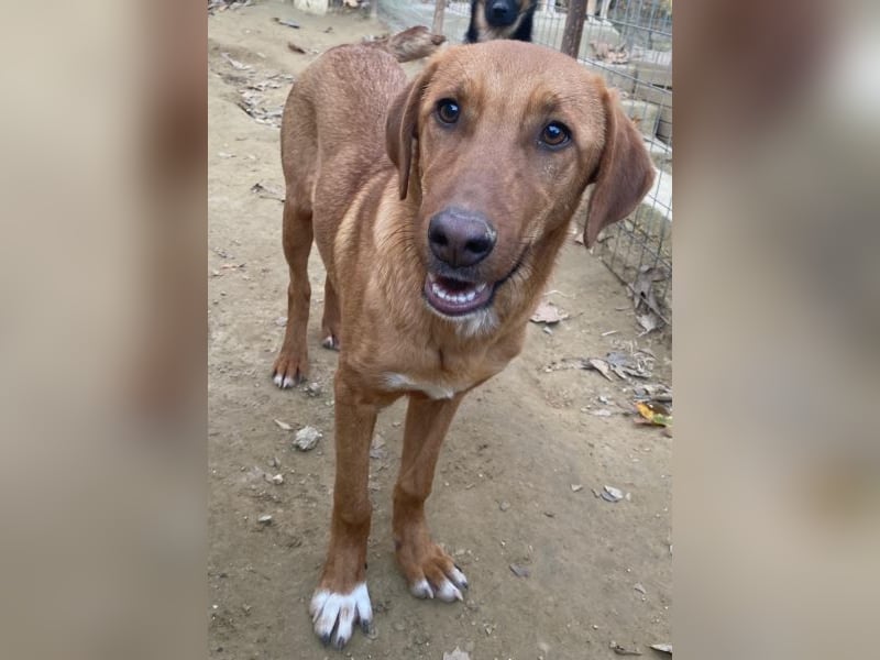 Karamell, geb. ca. 06/2025, lebt in GRIECHENLAND, auf einer privaten Pflegestelle