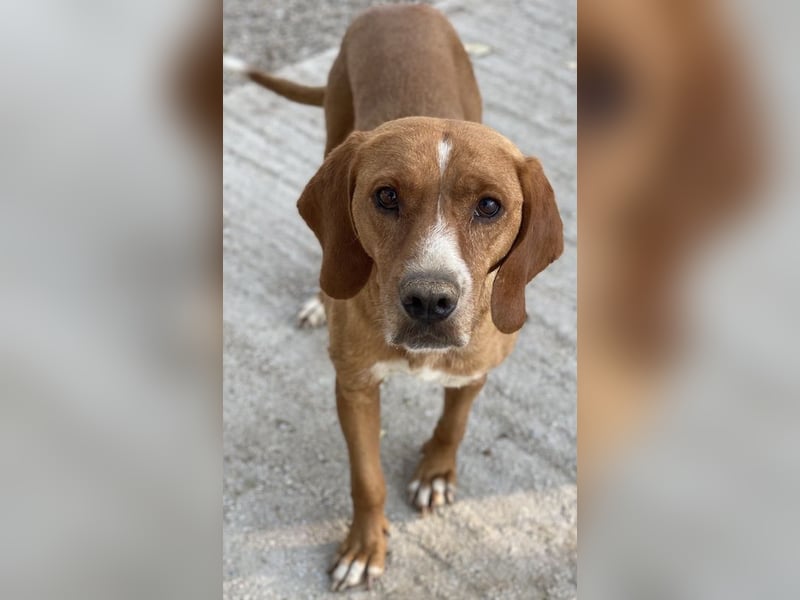 Elma, geb. ca. 03/2021, lebt in GRIECHENLAND, im städt. Tierheim Serres