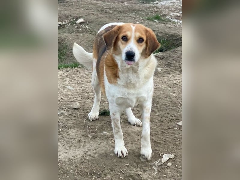 Katja, geb. ca. 12/2019, lebt in GRIECHENLAND, im städt. Tierheim Serres