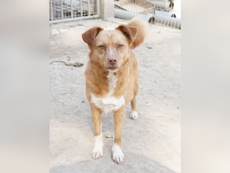 Rosalie, geb. ca. 12/2022, lebt in GRIECHENLAND, auf einer privaten Pflegestelle