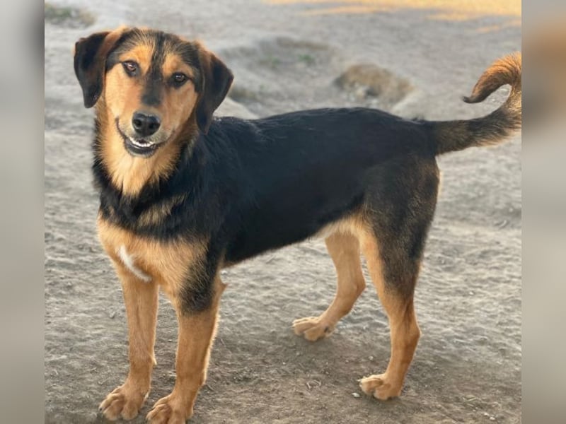 Rockie, geb. ca. 07/2025, lebt in GRIECHENLAND, im städt. Tierheim Serres