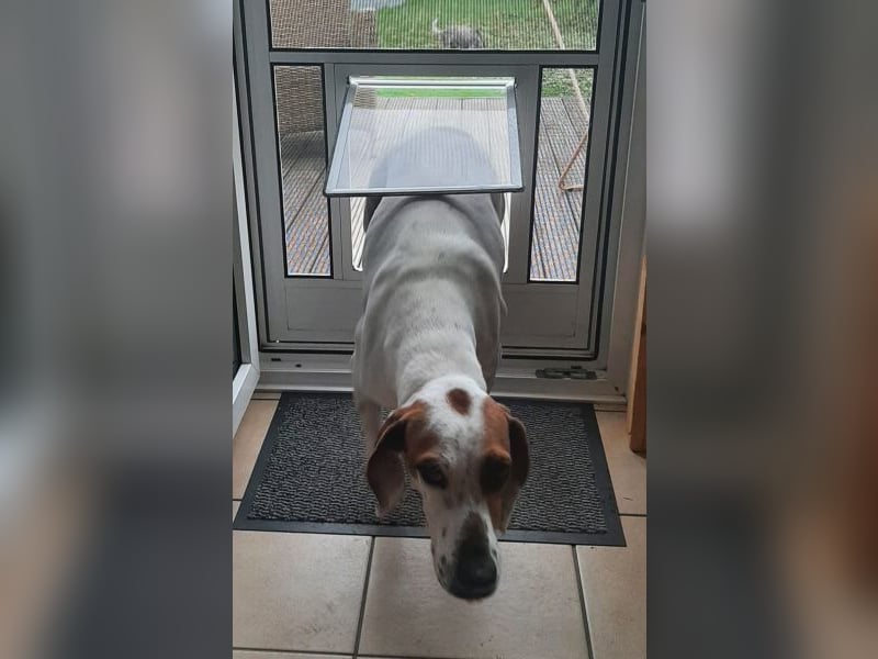 Zack, geb. ca. 10/2022, lebt auf einer Pflegestelle in 23556 Lübeck