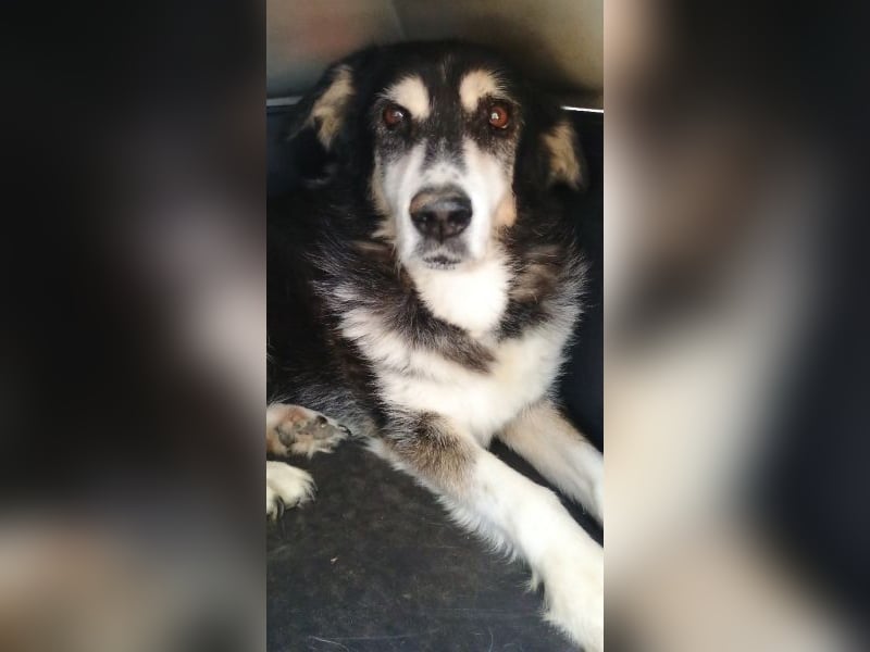 Toula, geb. ca. 04/2015, lebt in GRIECHENLAND, auf einer privaten Pflegestelle