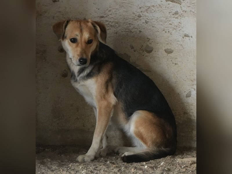 Atlanta, geb. ca. 07/2023, lebt in GRIECHENLAND, auf einer privaten Pflegestelle