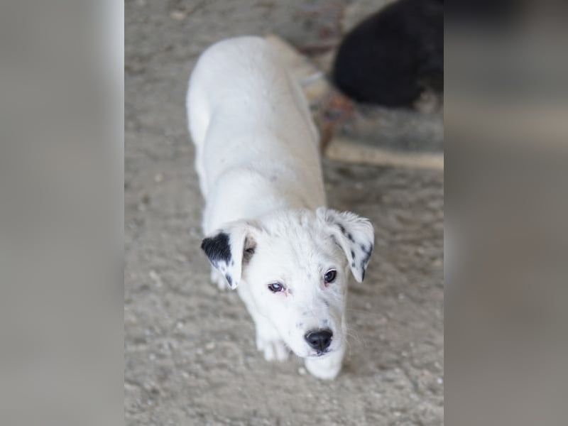 Yaspi, geb. ca. 01/2026, lebt in GRIECHENLAND, auf einer privaten Pflegestelle