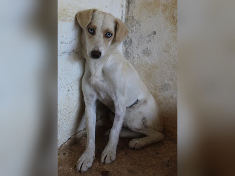 Shani, geb. ca. 01/2024, lebt auf einer Pflegestelle in 53947 Nettersheim