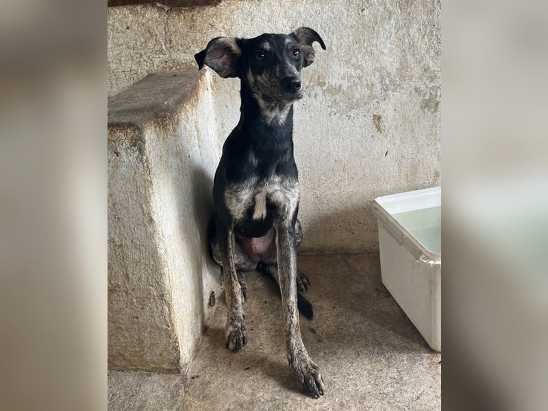 Savina, geb. ca. 01/2025, lebt in GRIECHENLAND, auf einer privaten Pflegestelle