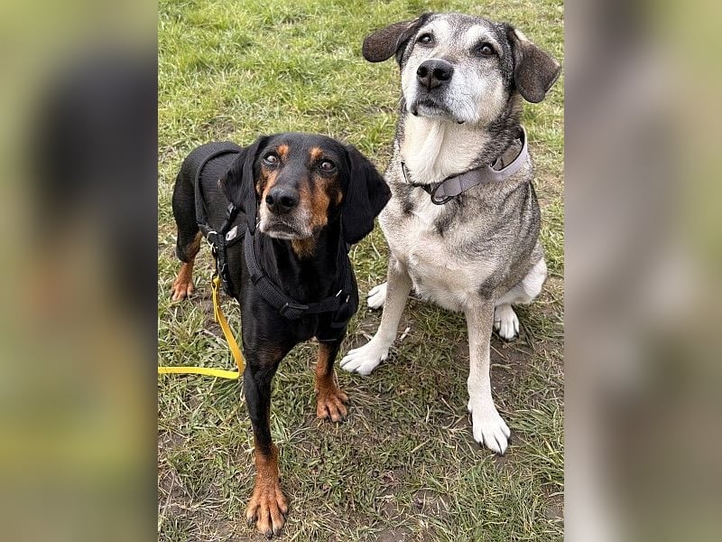 Neria, geb. ca. 11/2020, lebt auf einer Pflegestelle in 95168 Marktleuthen