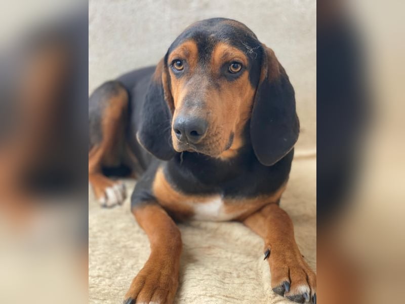 Brios, geb. ca. 12/2024, lebt in GRIECHENLAND, im städt. Tierheim Serres