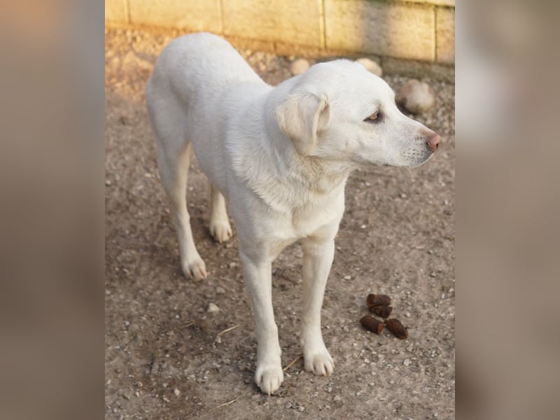 Gianna, geb. ca. 02/2022, lebt in GRIECHENLAND, im städt. Tierheim Serres