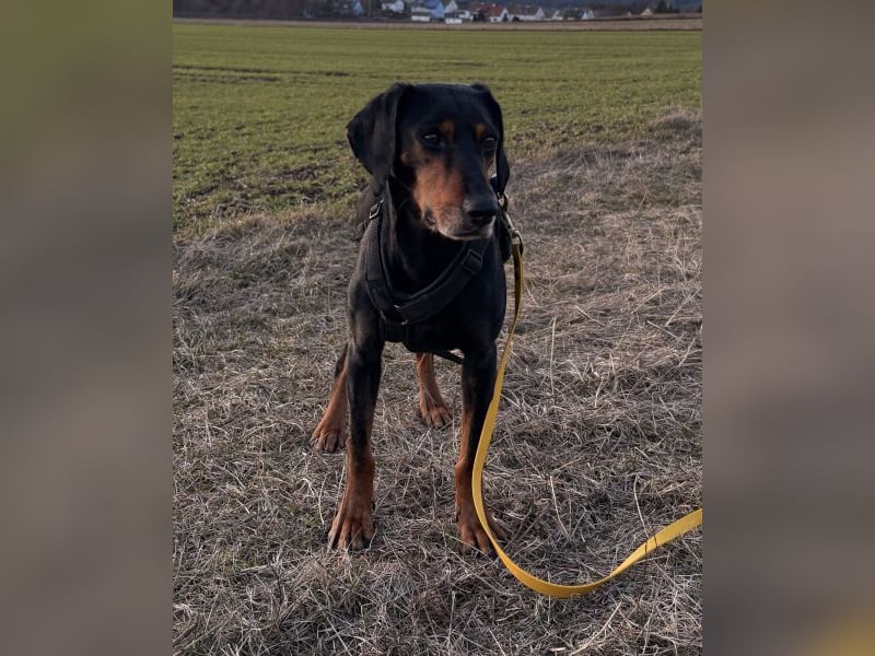 Neria, geb. ca. 11/2020, lebt auf einer Pflegestelle in 95168 Marktleuthen