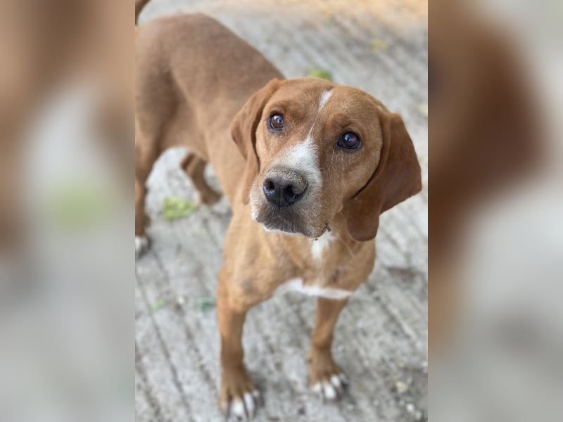 Elma, geb. ca. 03/2021, lebt in GRIECHENLAND, im städt. Tierheim Serres