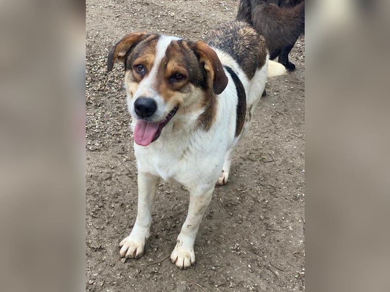 Antonio, geb. ca. 05/2023, lebt in GRIECHENLAND, auf einer privaten Pflegestelle