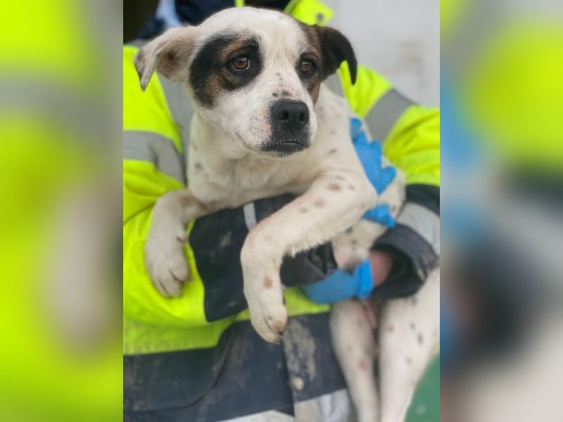 Eva, geb. ca.12/2024, lebt in GRIECHENLAND, auf einer privaten Pflegestelle