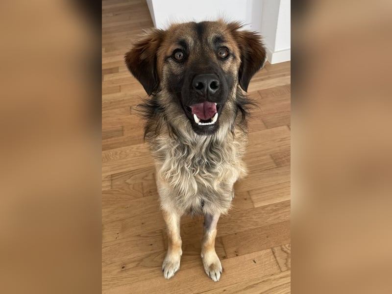 Strolch, geb. ca. 04/2024, lebt auf einer Pflegestelle in 71272 Renningen