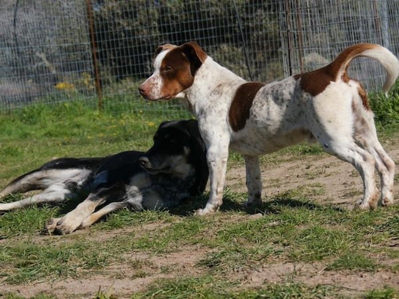 Titus geb. ca. 04/2025, lebt in GRIECHENLAND, auf einer privaten Pflegestelle