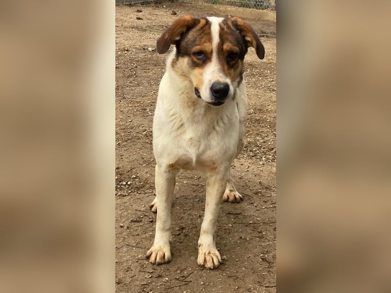 Antonio, geb. ca. 05/2023, lebt in GRIECHENLAND, auf einer privaten Pflegestelle