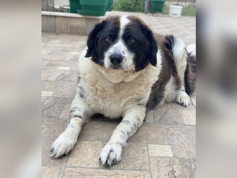 Linda, geb. ca. 09/2015, lebt in GRIECHENLAND, auf einer privaten Pflegestelle