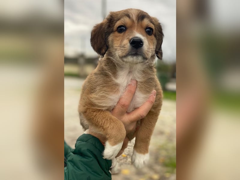 Barnes, geb. ca. 10/2025, lebt in GRIECHENLAND, im städt. Tierheim Serres