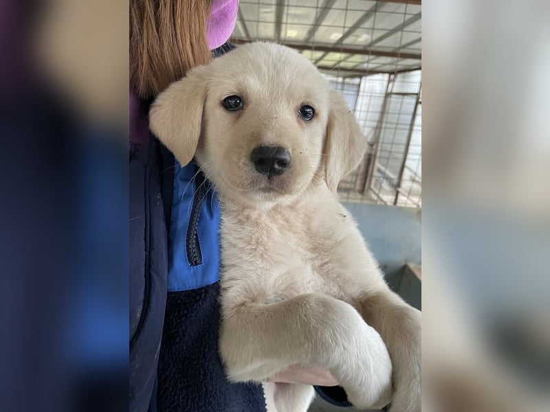 Gracie, geb. ca. 11/2025, lebt in GRIECHENLAND, auf einer privaten Pflegestelle