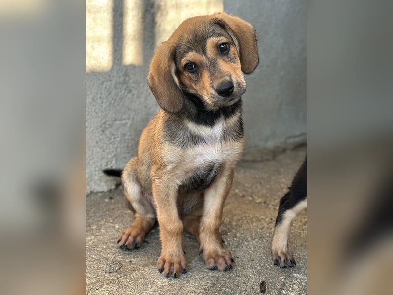 Lenny, geb. ca. 05/2026, lebt in GRIECHENLAND, im städt. Tierheim Serres