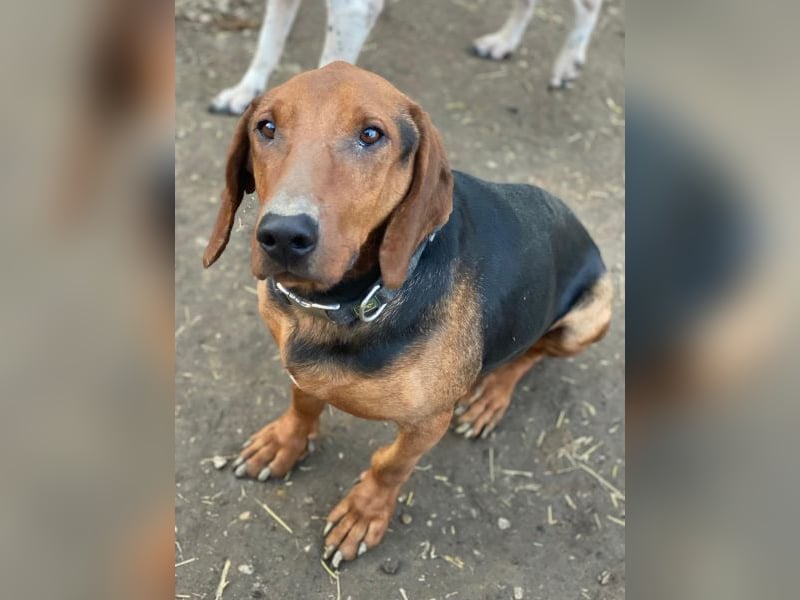 Abaluga, geb. ca. 01/2024, lebt in GRIECHENLAND, auf einer privaten Pflegestelle, Vermittlungshilf