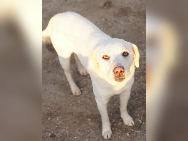 Gianna, geb. ca. 02/2022, lebt in GRIECHENLAND, im städt. Tierheim Serres