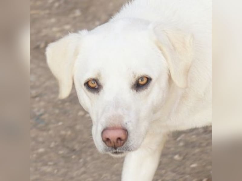 Gianna, geb. ca. 02/2022, lebt in GRIECHENLAND, im städt. Tierheim Serres