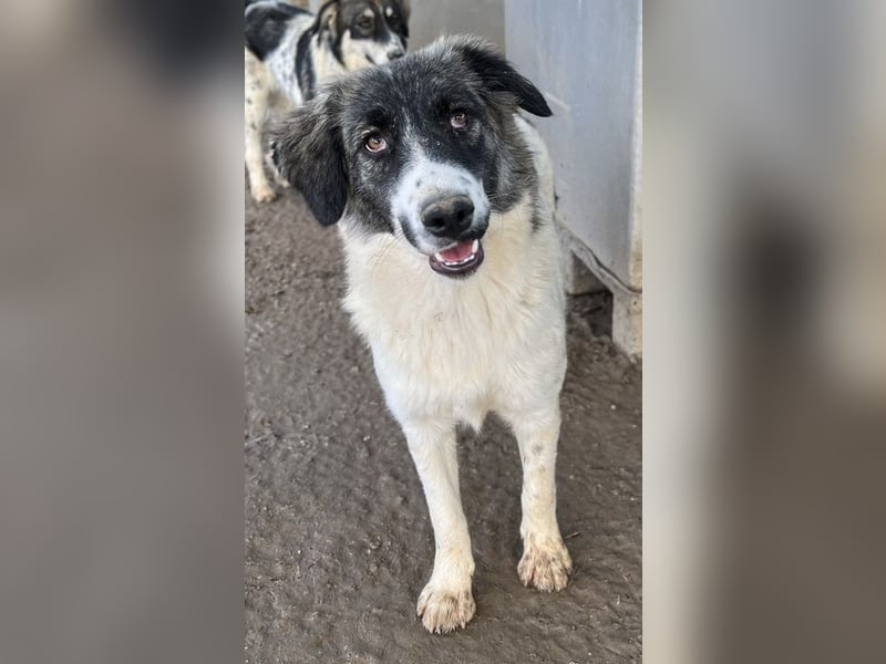 Hoya, geb. ca. 04/2022, lebt in GRIECHENLAND, im städt. Tierheim Serres