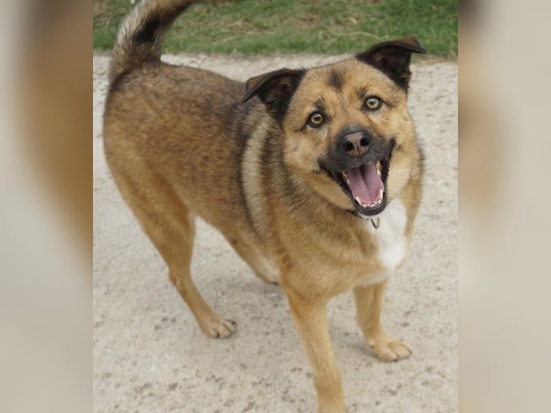 Aris-Jano, geb. ca. 02/16, lebt in GRIECHENLAND, auf einer privaten Pflegestelle