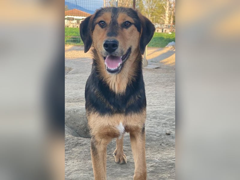 Rockie, geb. ca. 07/2025, lebt in GRIECHENLAND, im städt. Tierheim Serres