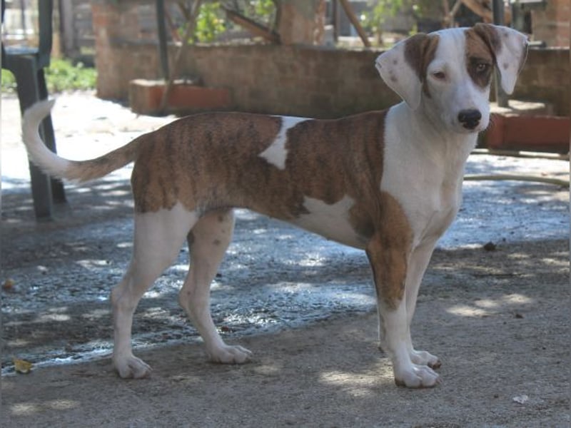 Nivara, geb. ca. 11/2024, lebt in GRIECHENLAND, auf einer privaten Pflegestelle