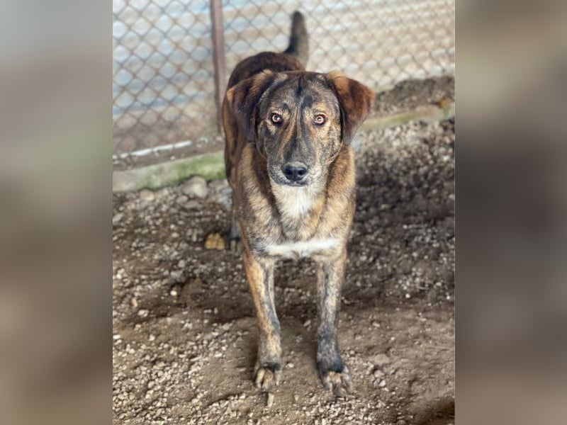 Fiyero, geb. ca. 07/2025, lebt in GRIECHENLAND, im städt. Tierheim Serres