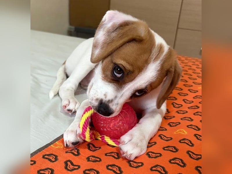 Sprite, geb. ca. 11/2025, lebt in GRIECHENLAND, auf einer privaten Pflegestelle